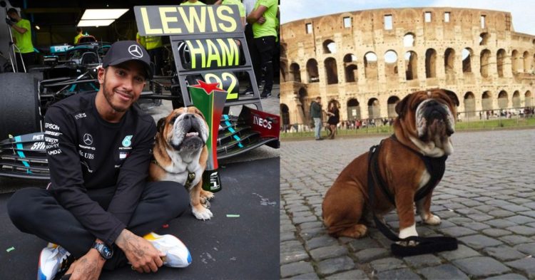 Lewis Hamilton confirms how much Roscoe gets paid